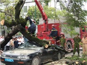 Bóng đá anh, ngoại hạng anh, lịch thi đấu euro 2012, Cây đổ đè bẹp ô tô đang chạy, 5 người may mắn thoát chết 